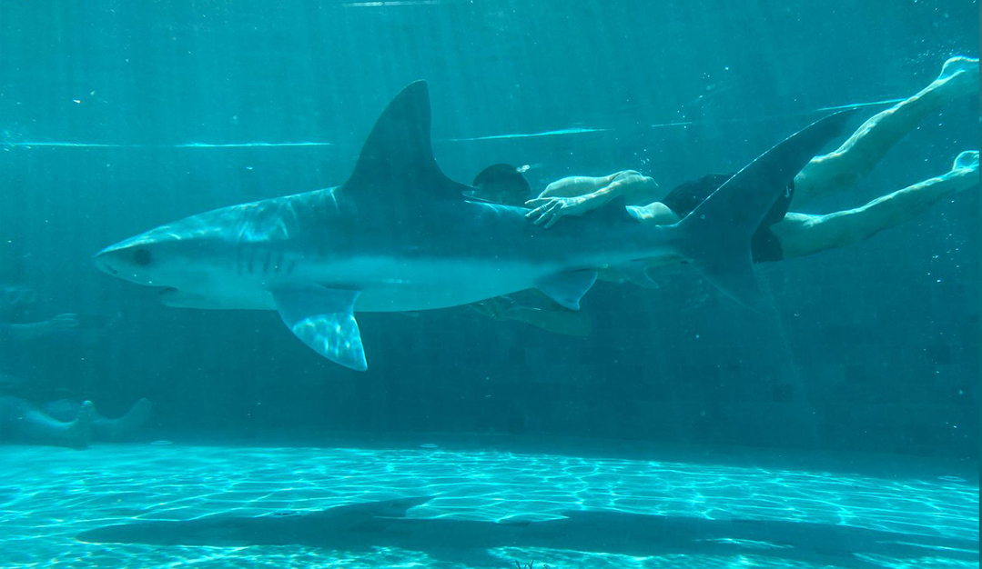 Dua Lipa Album Cover