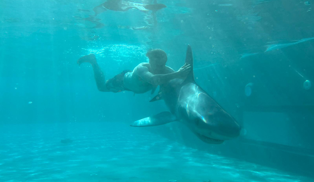 Dua Lipa Album Cover